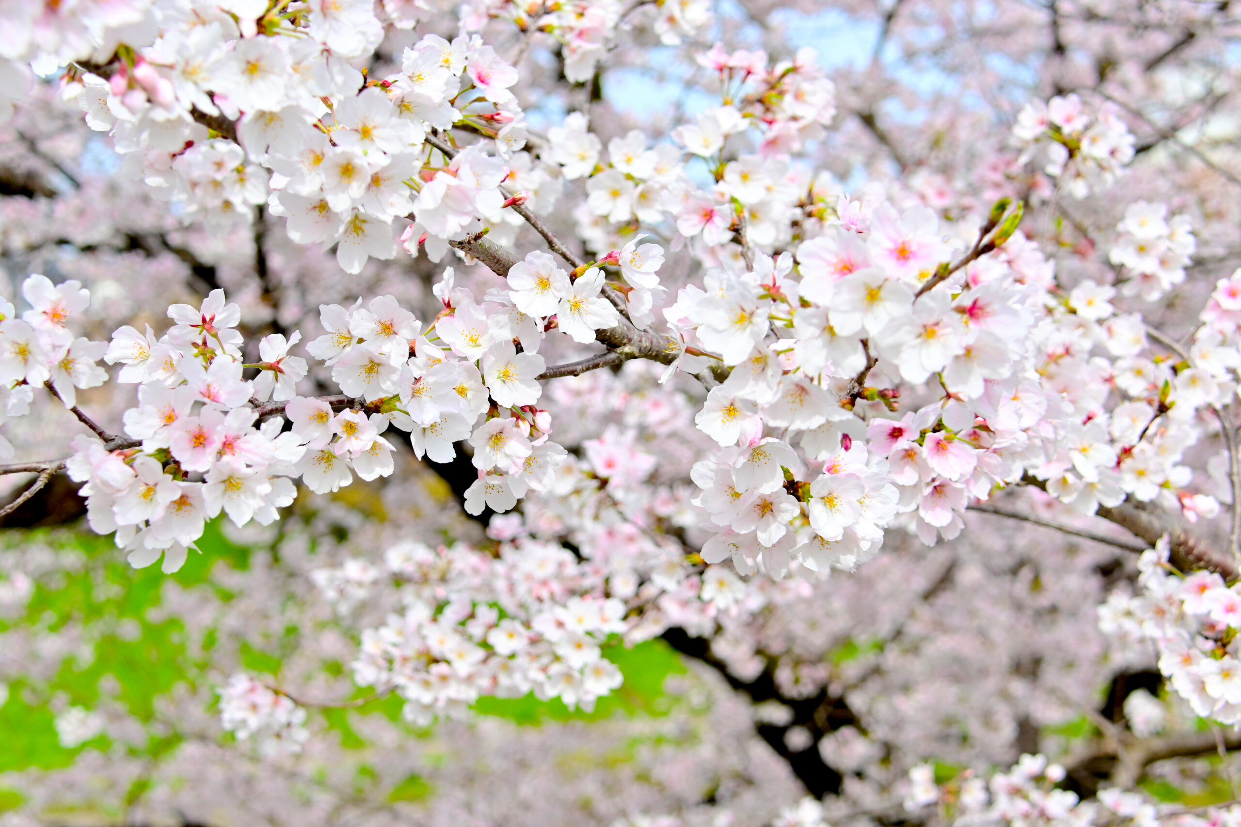 桜・お花見